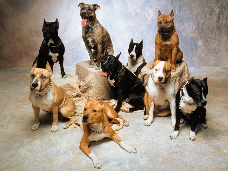 1600小狗写真 8 12壁纸 1600小狗写真壁纸 1600小狗写真图片 1600小狗写真素材 动物壁纸 动物图库 动物图片素材桌面壁纸