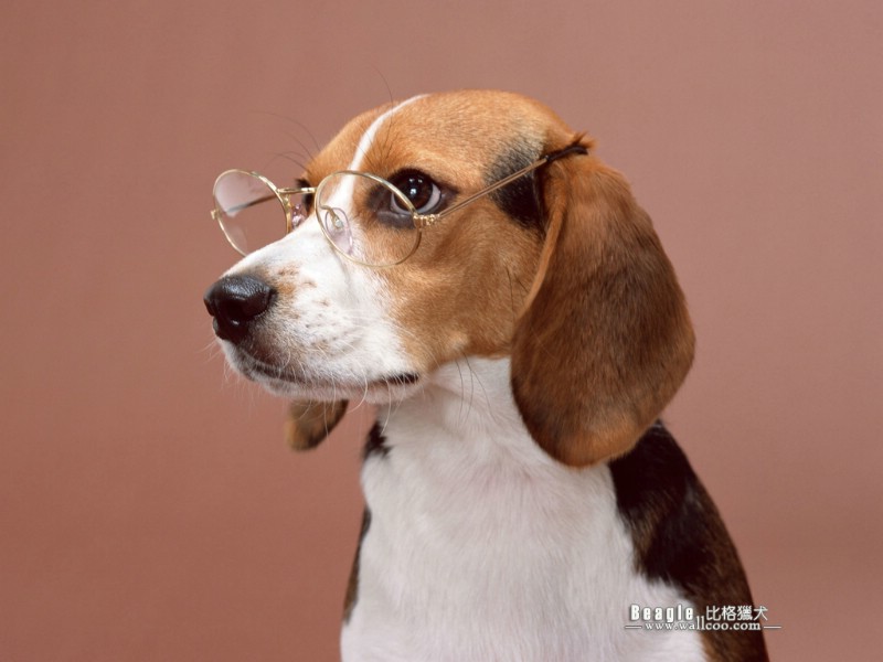 明星宠物狗狗图鉴  比高犬 比格猎 比高犬图片 Beagle dog Desktop Wallpaper壁纸 Beagle 比格猎犬壁纸 Beagle 比格猎犬图片 Beagle 比格猎犬素材 动物壁纸 动物图库 动物图片素材桌面壁纸