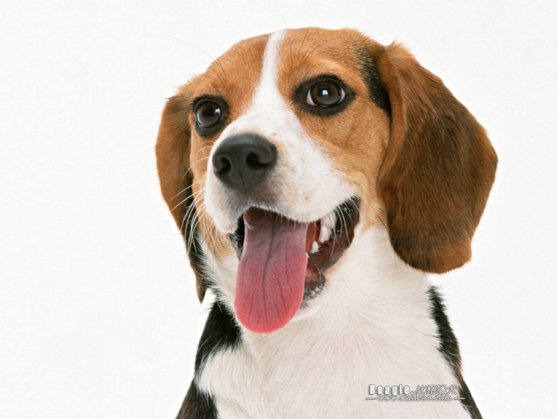明星宠物狗狗图鉴  比高犬 比格猎 比高犬图片 Beagle dog Desktop Wallpaper壁纸 Beagle 比格猎犬壁纸 Beagle 比格猎犬图片 Beagle 比格猎犬素材 动物壁纸 动物图库 动物图片素材桌面壁纸