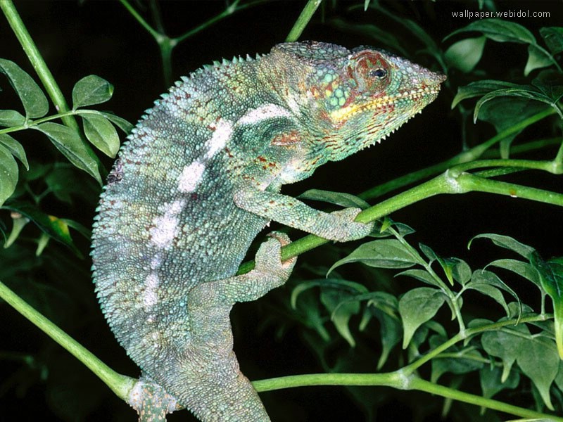 變色龍壁紙 變色龍壁紙 變色龍圖片 變色龍素材 動物壁紙 動物圖庫 動物圖片素材桌面壁紙