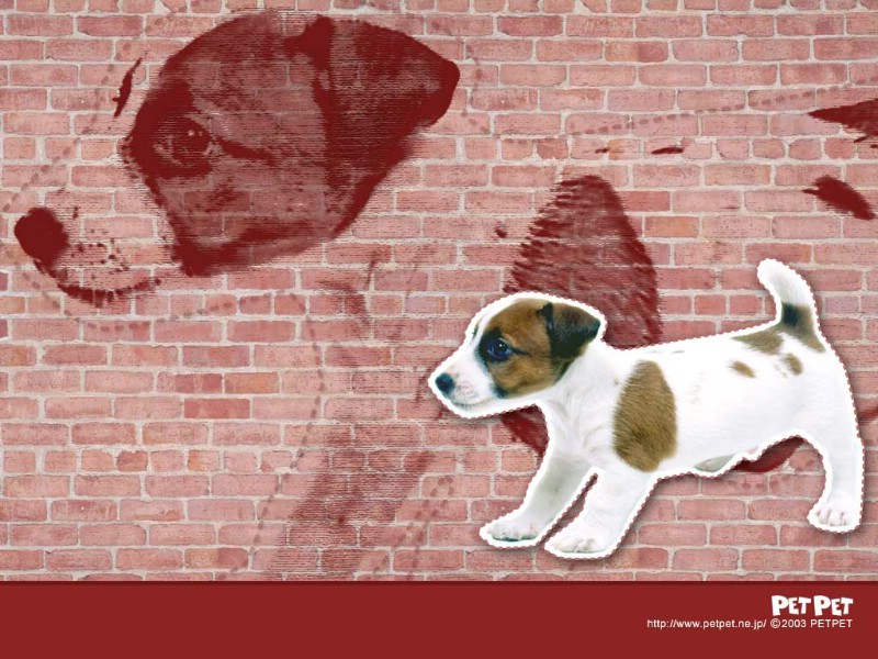 超可爱动物专辑壁纸 超可爱动物壁纸壁纸 超可爱动物壁纸图片 超可爱动物壁纸素材 动物壁纸 动物图库 动物图片素材桌面壁纸