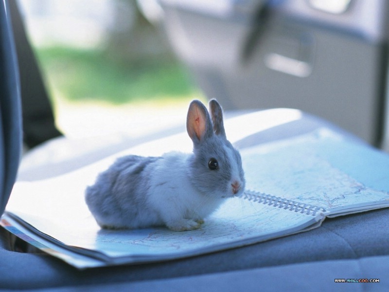 宠物宝贝 三 超级可爱兔子 小兔子图片壁纸 The Most Lovely Baby Rabbits Desktop壁纸 宠物宝贝(三)可爱兔子壁纸壁纸 宠物宝贝(三)可爱兔子壁纸图片 宠物宝贝(三)可爱兔子壁纸素材 动物壁纸 动物图库 动物图片素材桌面壁纸