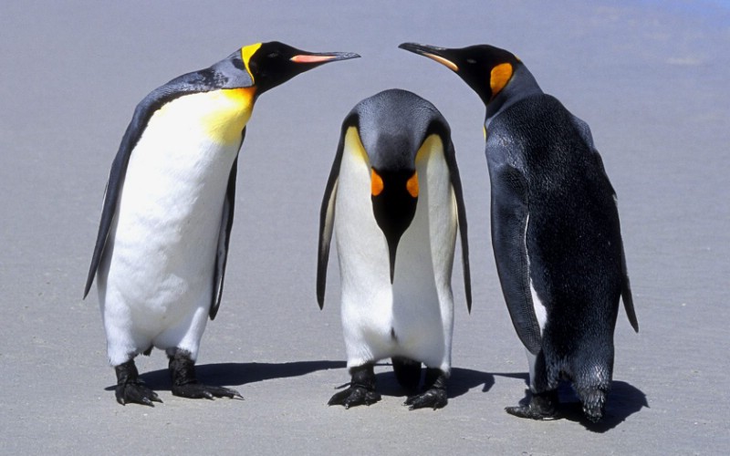  Penguins Falkland Islands 福克兰群岛企鹅图片壁纸壁纸 大尺寸世界各地动物壁纸精选 第一辑壁纸 大尺寸世界各地动物壁纸精选 第一辑图片 大尺寸世界各地动物壁纸精选 第一辑素材 动物壁纸 动物图库 动物图片素材桌面壁纸