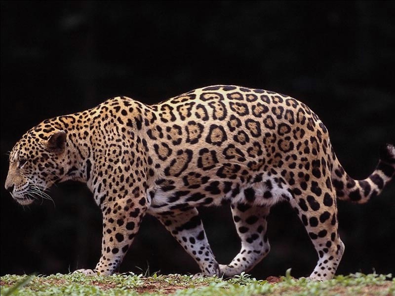 動物世界壁紙 動物世界壁紙 動物世界圖片 動物世界素材 動物壁紙 動物圖庫 動物圖片素材桌面壁紙