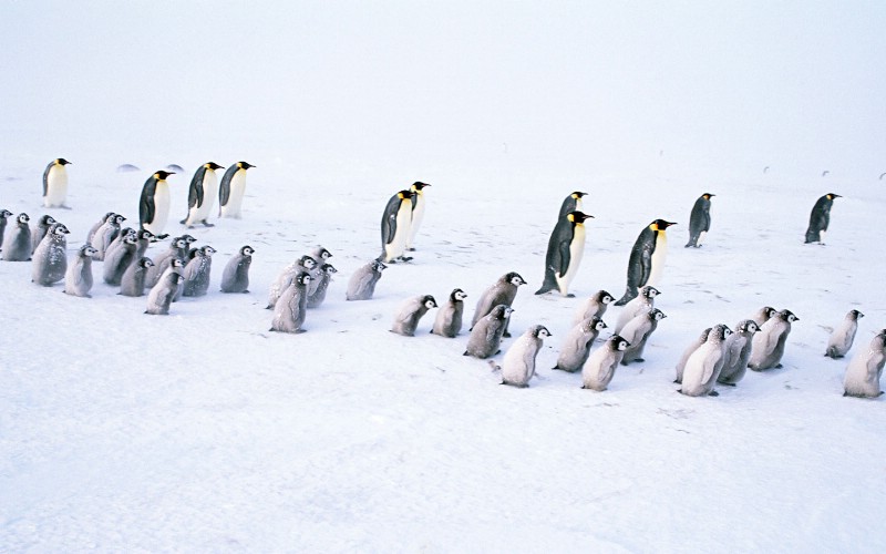企鹅写真 1 15壁纸 分类动物 企鹅写真 第一辑壁纸 分类动物 企鹅写真 第一辑图片 分类动物 企鹅写真 第一辑素材 动物壁纸 动物图库 动物图片素材桌面壁纸