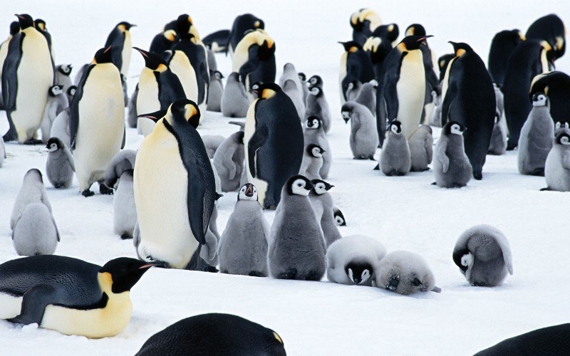 企鹅写真 1 2壁纸 分类动物 企鹅写真 第一辑壁纸 分类动物 企鹅写真 第一辑图片 分类动物 企鹅写真 第一辑素材 动物壁纸 动物图库 动物图片素材桌面壁纸