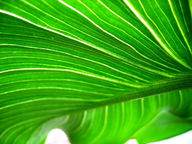 高清晰绿色植物系列 壁纸18壁纸 高清晰绿色植物系列壁纸 高清晰绿色植物系列图片 高清晰绿色植物系列素材 动物壁纸 动物图库 动物图片素材桌面壁纸