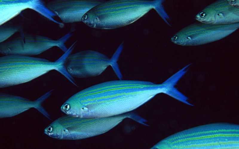 海底世界 魚群下集 壁紙13壁紙 海底世界-魚群下集壁紙 海底世界-魚群下集圖片 海底世界-魚群下集素材 動物壁紙 動物圖庫 動物圖片素材桌面壁紙