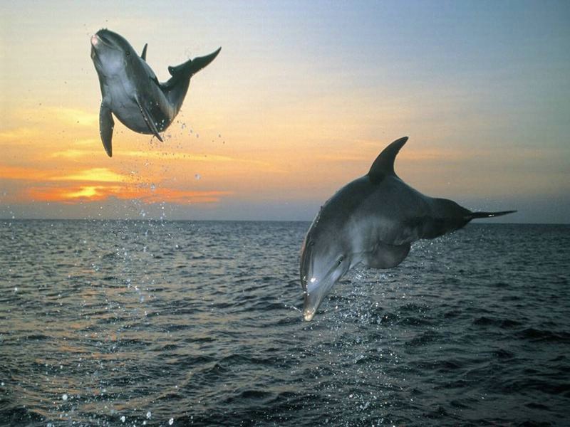 海豚壁纸 海豚壁纸 海豚图片 海豚素材 动物壁纸 动物图库 动物图片素材桌面壁纸