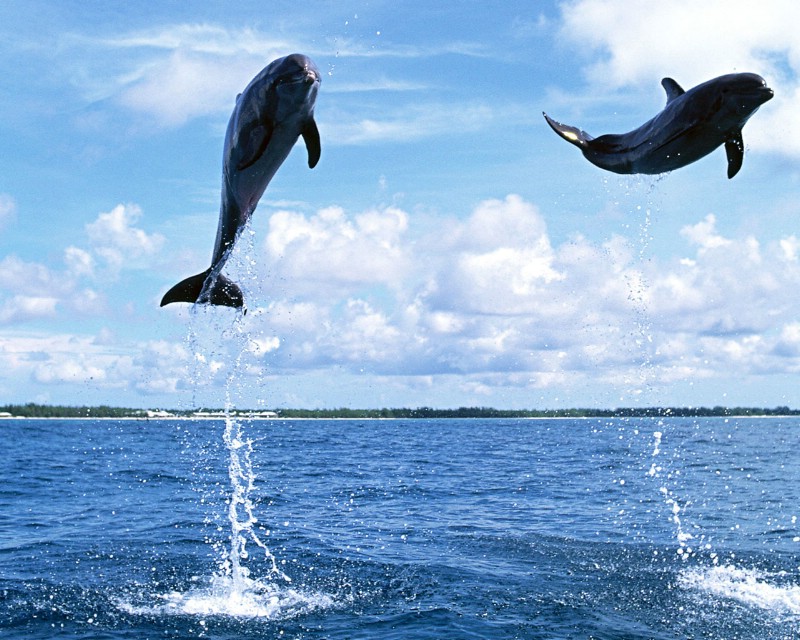 海豚写真壁纸 海豚写真壁纸 海豚写真图片 海豚写真素材 动物壁纸 动物图库 动物图片素材桌面壁纸