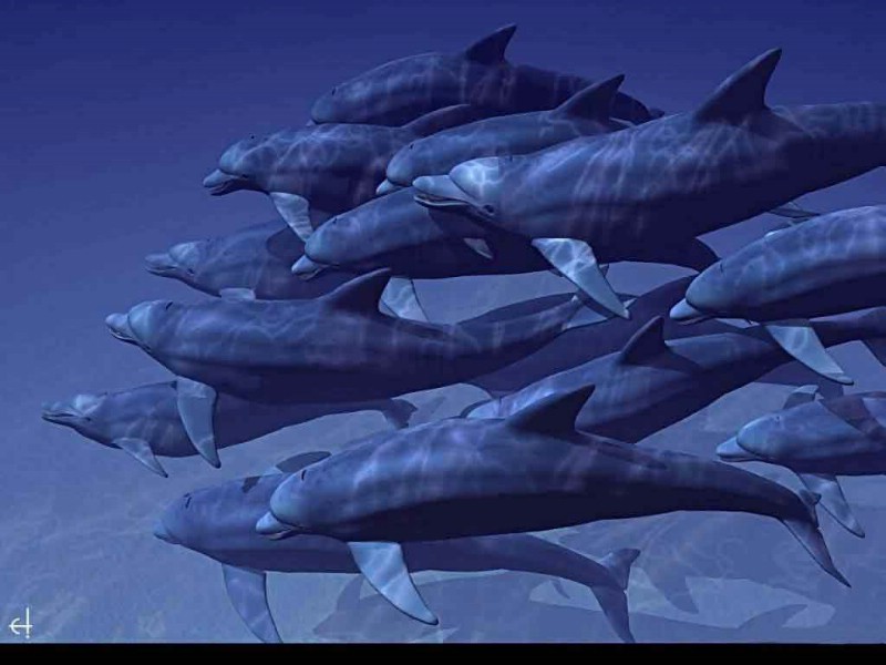 海洋的精灵 海豚壁纸 海洋的精灵-海豚壁纸 海洋的精灵-海豚图片 海洋的精灵-海豚素材 动物壁纸 动物图库 动物图片素材桌面壁纸