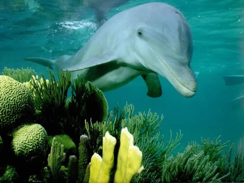 海洋的精灵 海豚壁纸 海洋的精灵-海豚壁纸 海洋的精灵-海豚图片 海洋的精灵-海豚素材 动物壁纸 动物图库 动物图片素材桌面壁纸