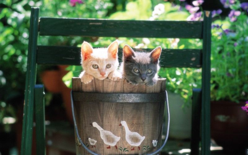  两只小猫咪 木桶里的小猫咪图片壁纸壁纸 后院里的小猫咪壁纸 后院里的小猫咪图片 后院里的小猫咪素材 动物壁纸 动物图库 动物图片素材桌面壁纸
