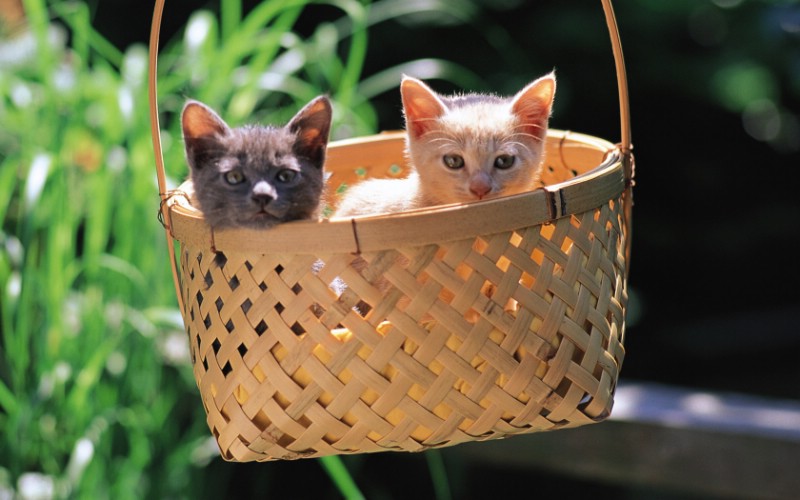  竹篮里的可爱小猫咪图片壁纸壁纸 后院里的小猫咪壁纸 后院里的小猫咪图片 后院里的小猫咪素材 动物壁纸 动物图库 动物图片素材桌面壁纸