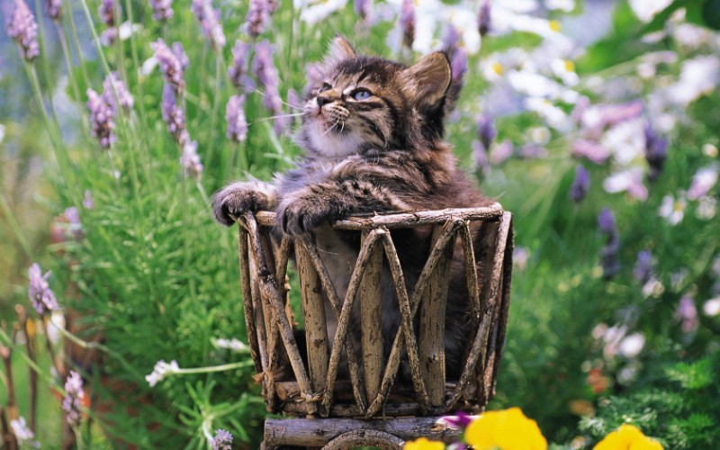 小篮子里的猫咪图片壁纸壁纸 后院里的小猫咪壁纸 后院里的小猫咪图片 后院里的小猫咪素材 动物壁纸 动物图库 动物图片素材桌面壁纸