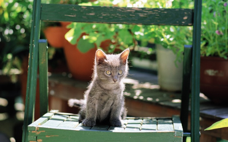  椅子上的小猫咪图片壁纸壁纸 后院里的小猫咪壁纸 后院里的小猫咪图片 后院里的小猫咪素材 动物壁纸 动物图库 动物图片素材桌面壁纸