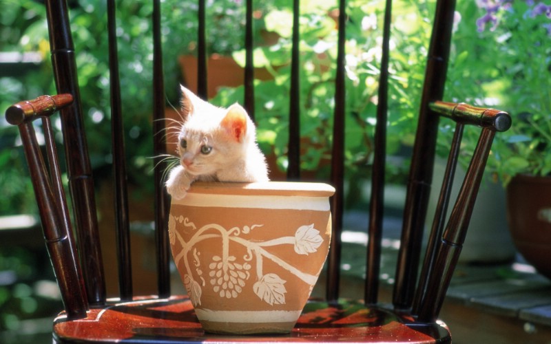  花盆里的小猫咪图片壁纸壁纸 后院里的小猫咪壁纸 后院里的小猫咪图片 后院里的小猫咪素材 动物壁纸 动物图库 动物图片素材桌面壁纸
