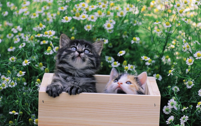  两只小猫咪 小箱里的小猫咪图片壁纸壁纸 后院里的小猫咪壁纸 后院里的小猫咪图片 后院里的小猫咪素材 动物壁纸 动物图库 动物图片素材桌面壁纸