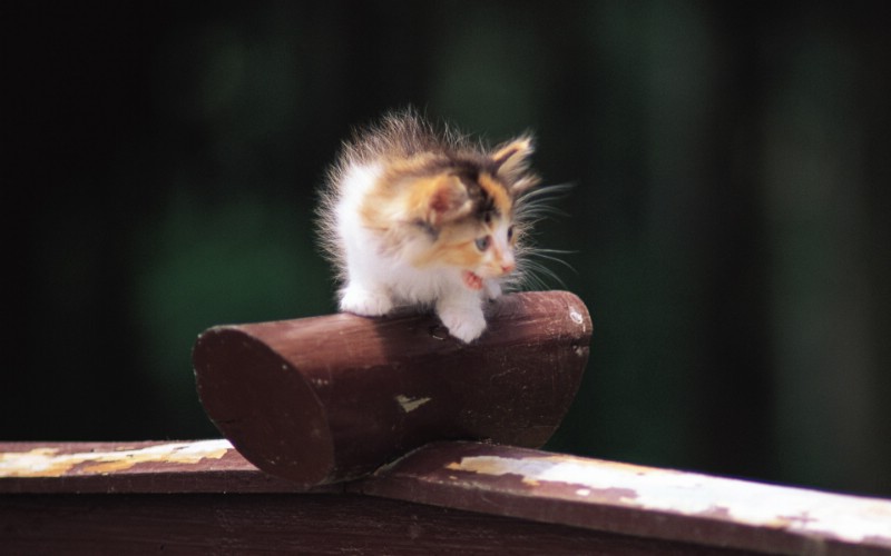  一个月大的可爱小猫咪图片壁纸壁纸 后院里的小猫咪壁纸 后院里的小猫咪图片 后院里的小猫咪素材 动物壁纸 动物图库 动物图片素材桌面壁纸