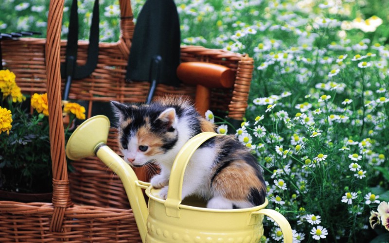  水壶里的小花猫咪图片壁纸壁纸 后院里的小猫咪壁纸 后院里的小猫咪图片 后院里的小猫咪素材 动物壁纸 动物图库 动物图片素材桌面壁纸