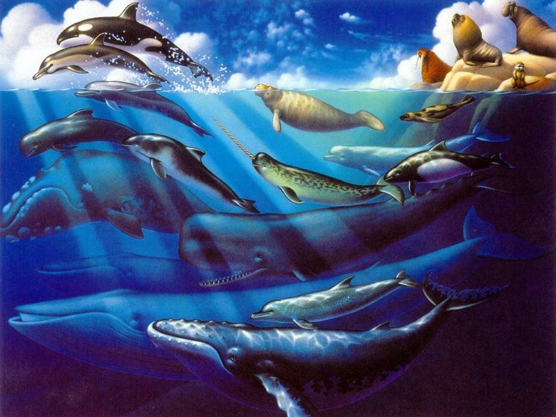 鲸鱼与海豚壁纸 鲸鱼与海豚壁纸 鲸鱼与海豚图片 鲸鱼与海豚素材 动物壁纸 动物图库 动物图片素材桌面壁纸
