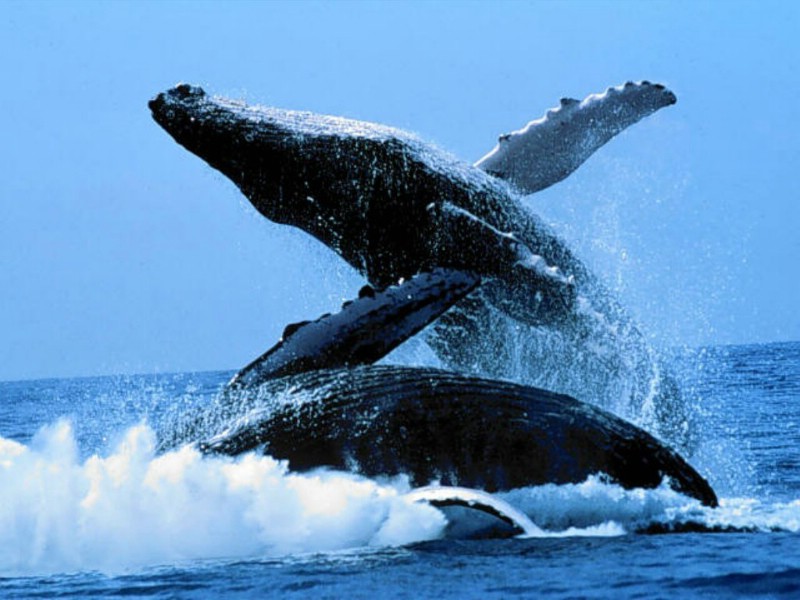 鲸鱼与海豚壁纸 鲸鱼与海豚壁纸 鲸鱼与海豚图片 鲸鱼与海豚素材 动物壁纸 动物图库 动物图片素材桌面壁纸