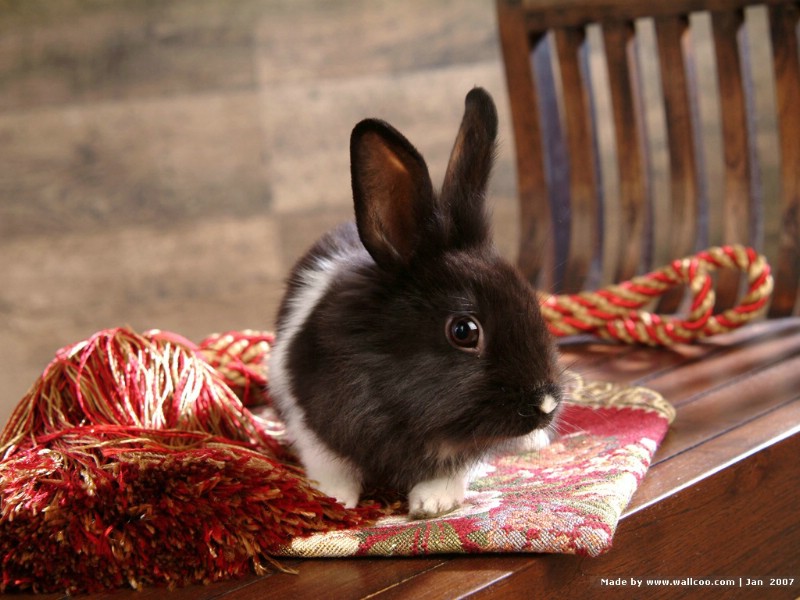 可爱兔子 小灰兔 黑白兔子图片摄影 House Pet Rabbits Photo Desktop壁纸 可爱兔子-小灰兔壁纸壁纸 可爱兔子-小灰兔壁纸图片 可爱兔子-小灰兔壁纸素材 动物壁纸 动物图库 动物图片素材桌面壁纸