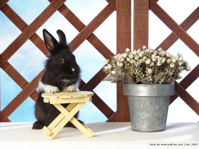 可爱兔子 小灰兔 黑白兔子图片摄影 House Pet Rabbits Photo Desktop壁纸 可爱兔子-小灰兔壁纸壁纸 可爱兔子-小灰兔壁纸图片 可爱兔子-小灰兔壁纸素材 动物壁纸 动物图库 动物图片素材桌面壁纸