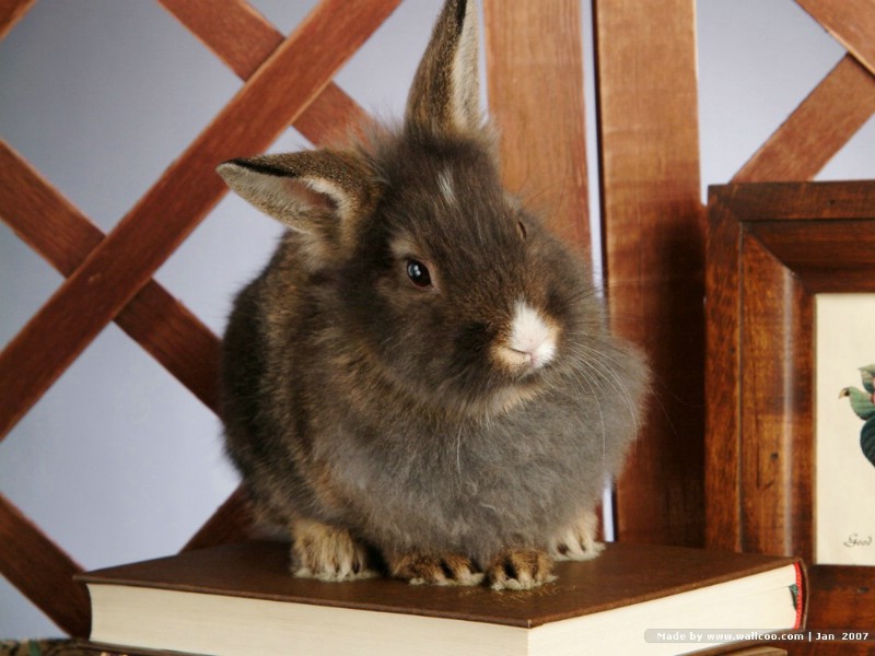 可爱兔子 小灰兔 灰色兔子图片摄影 House Pet Rabbits Photo Desktop壁纸 可爱兔子-小灰兔壁纸壁纸 可爱兔子-小灰兔壁纸图片 可爱兔子-小灰兔壁纸素材 动物壁纸 动物图库 动物图片素材桌面壁纸