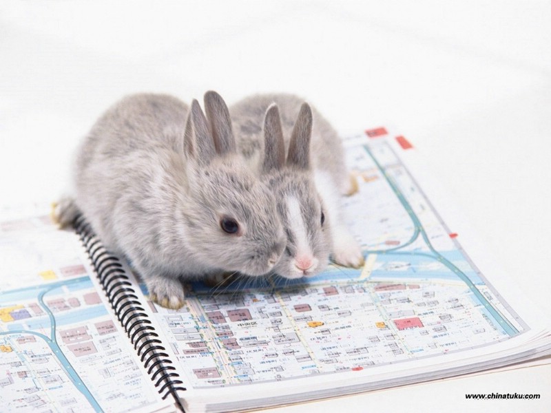 可爱兔子壁纸 可爱兔子壁纸 可爱兔子图片 可爱兔子素材 动物壁纸 动物图库 动物图片素材桌面壁纸