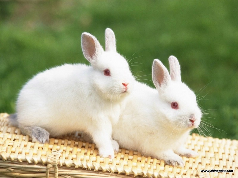 可爱兔子壁纸 可爱兔子壁纸 可爱兔子图片 可爱兔子素材 动物壁纸 动物图库 动物图片素材桌面壁纸
