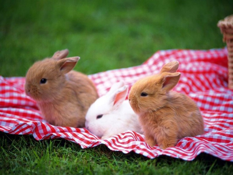 可爱玉兔壁纸 可爱玉兔壁纸 可爱玉兔图片 可爱玉兔素材 动物壁纸 动物图库 动物图片素材桌面壁纸