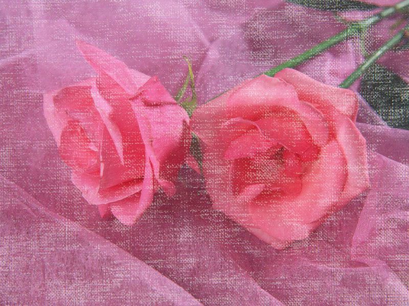 玫瑰壁纸 玫瑰壁纸 玫瑰图片 玫瑰素材 动物壁纸 动物图库 动物图片素材桌面壁纸