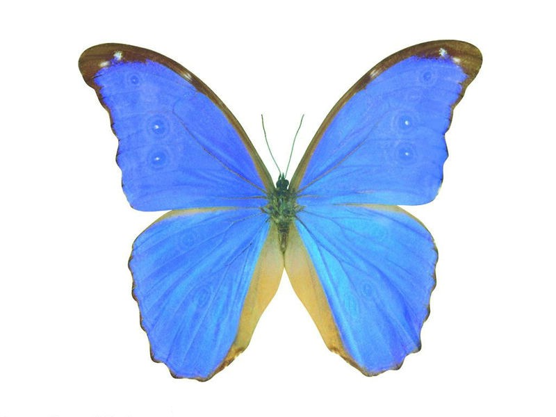美丽的身姿 butterfly壁纸 美丽的身姿-butterfly壁纸 美丽的身姿-butterfly图片 美丽的身姿-butterfly素材 动物壁纸 动物图库 动物图片素材桌面壁纸