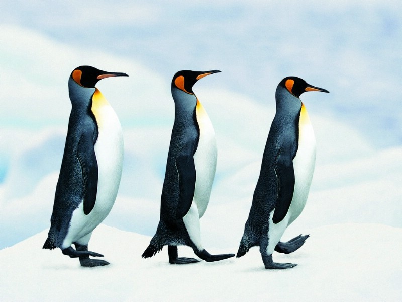 企鹅壁纸 企鹅壁纸 企鹅图片 企鹅素材 动物壁纸 动物图库 动物图片素材桌面壁纸