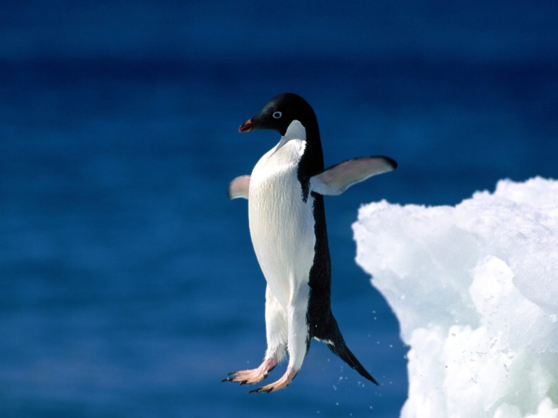 企鹅摄影壁纸 企鹅图片壁纸 penguin Desktop Photos壁纸 企鹅壁纸壁纸 企鹅壁纸图片 企鹅壁纸素材 动物壁纸 动物图库 动物图片素材桌面壁纸