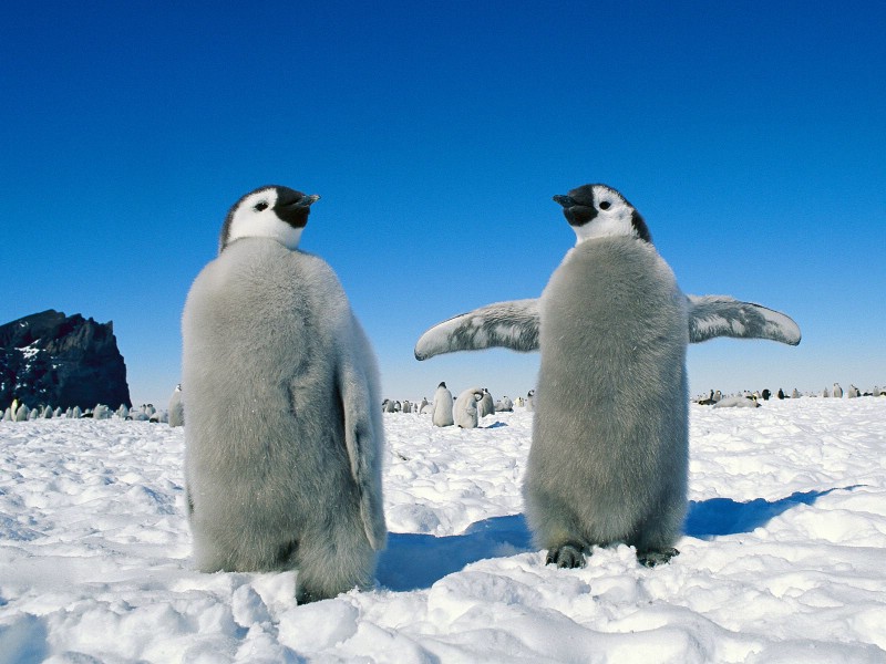 企鹅摄影壁纸 企鹅图片壁纸 penguin Desktop Photos壁纸 企鹅壁纸壁纸 企鹅壁纸图片 企鹅壁纸素材 动物壁纸 动物图库 动物图片素材桌面壁纸