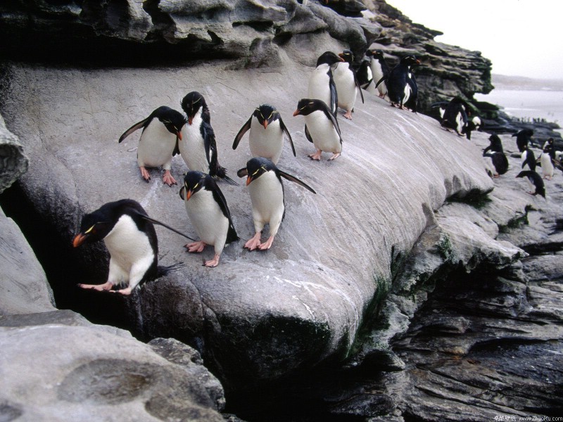 企鹅摄影壁纸 1600 1200 壁纸6壁纸 企鹅摄影壁纸  16壁纸 企鹅摄影壁纸  16图片 企鹅摄影壁纸  16素材 动物壁纸 动物图库 动物图片素材桌面壁纸