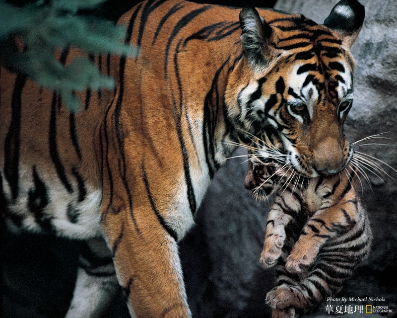 国家地理 野生动物摄影壁纸集 孟加拉虎图片National Geographic Wide Animals壁纸 摄影师镜头下的野生动物壁纸 摄影师镜头下的野生动物图片 摄影师镜头下的野生动物素材 动物壁纸 动物图库 动物图片素材桌面壁纸