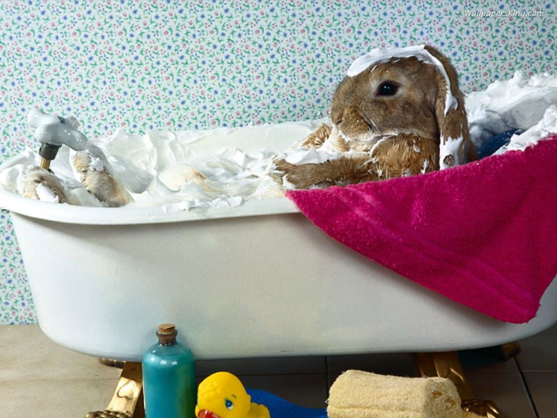 兔子壁纸 兔子壁纸 兔子图片 兔子素材 动物壁纸 动物图库 动物图片素材桌面壁纸