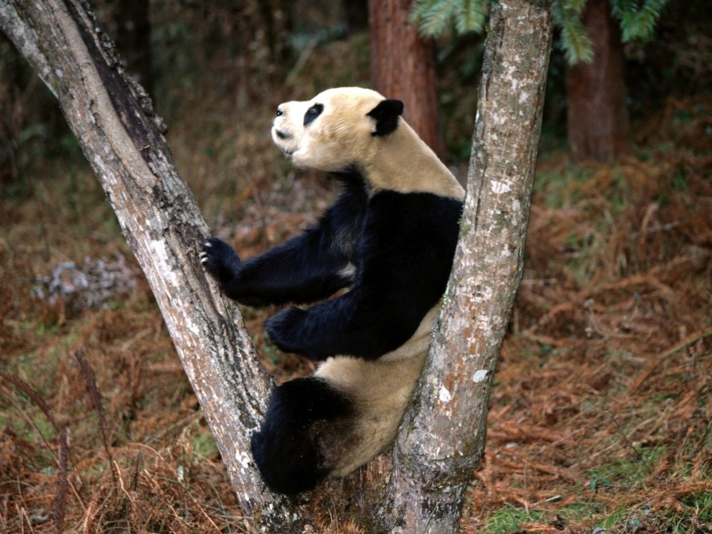 熊猫 憨太可拘的国宝壁纸 熊猫-憨太可拘的国宝壁纸 熊猫-憨太可拘的国宝图片 熊猫-憨太可拘的国宝素材 动物壁纸 动物图库 动物图片素材桌面壁纸