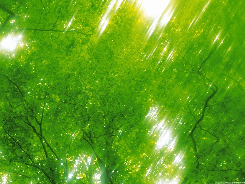 自然绿色 三 四 1600 1200 壁纸16壁纸 自然绿色(三) (四壁纸 自然绿色(三) (四图片 自然绿色(三) (四素材 动物壁纸 动物图库 动物图片素材桌面壁纸
