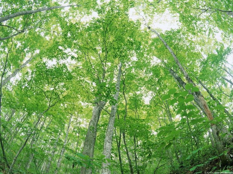 自然绿色 一 1600 1200 壁纸18壁纸 自然绿色(一)  1壁纸 自然绿色(一)  1图片 自然绿色(一)  1素材 动物壁纸 动物图库 动物图片素材桌面壁纸