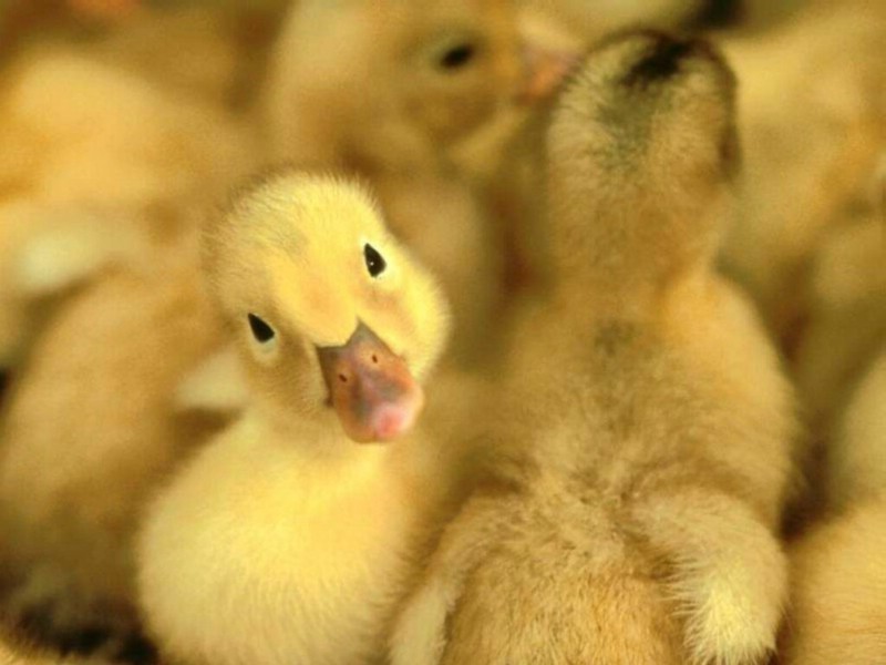 自由的鳥專輯壁紙 自由的鳥壁紙壁紙 自由的鳥壁紙圖片 自由的鳥壁紙素材 動(dòng)物壁紙 動(dòng)物圖庫(kù) 動(dòng)物圖片素材桌面壁紙