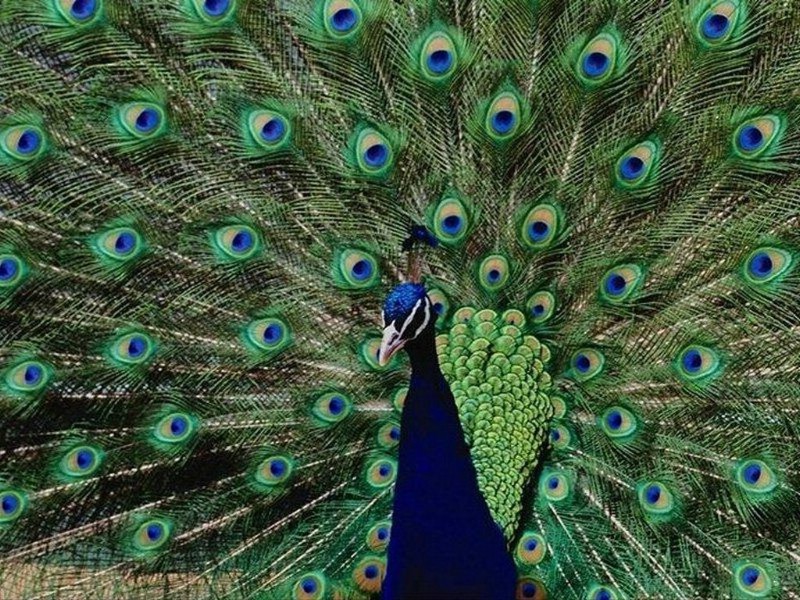 自由的鳥專輯壁紙 自由的鳥壁紙壁紙 自由的鳥壁紙圖片 自由的鳥壁紙素材 動物壁紙 動物圖庫 動物圖片素材桌面壁紙