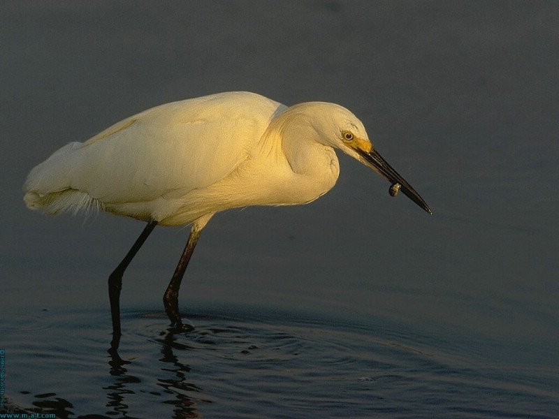 自由的鳥(niǎo)專輯壁紙 自由的鳥(niǎo)壁紙壁紙 自由的鳥(niǎo)壁紙圖片 自由的鳥(niǎo)壁紙素材 動(dòng)物壁紙 動(dòng)物圖庫(kù) 動(dòng)物圖片素材桌面壁紙