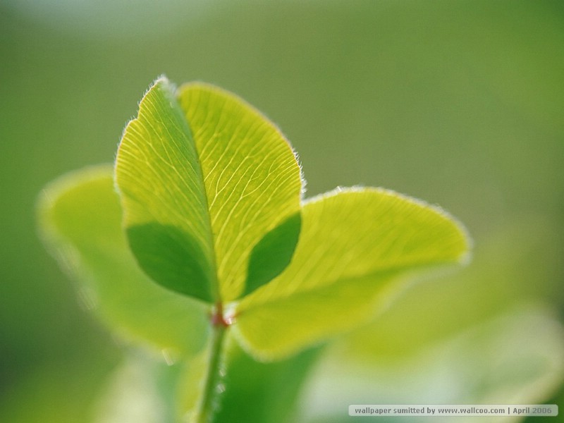 春季主题 枝头嫩叶 春天嫩绿色的叶子图片 Desktop wallpaper of Green Leaves壁纸 春季主题枝头嫩叶壁纸 春季主题枝头嫩叶图片 春季主题枝头嫩叶素材 风景壁纸 风景图库 风景图片素材桌面壁纸