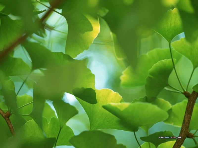  绿色树叶树木主题图片 Desktop wallpaper of Green Leaves壁纸 风景摄影系列(一)绿意盈盈壁纸 风景摄影系列(一)绿意盈盈图片 风景摄影系列(一)绿意盈盈素材 风景壁纸 风景图库 风景图片素材桌面壁纸