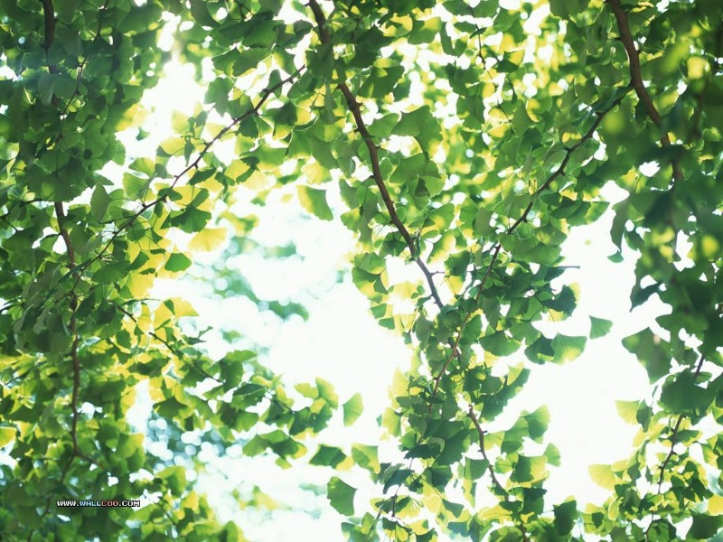  绿色树叶树木主题图片 Desktop wallpaper of Green Leaves壁纸 风景摄影系列(一)绿意盈盈壁纸 风景摄影系列(一)绿意盈盈图片 风景摄影系列(一)绿意盈盈素材 风景壁纸 风景图库 风景图片素材桌面壁纸