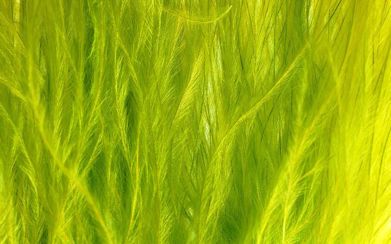 绿色的酷 壁纸6壁纸 绿色的酷壁纸 绿色的酷图片 绿色的酷素材 风景壁纸 风景图库 风景图片素材桌面壁纸